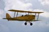 Tigermoth