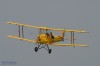 Tiger Moth